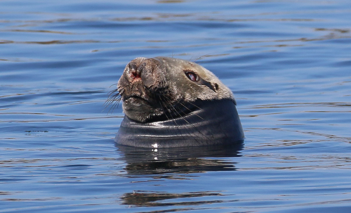 Farne Islands - Grijze zeehond